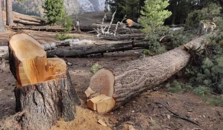 timber cutting